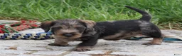 Ruwhaar Teckel honden te koop: Teckel pups ruwhaar - Advertentie 16