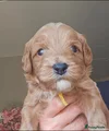 Australian Labradoodle gele bandje