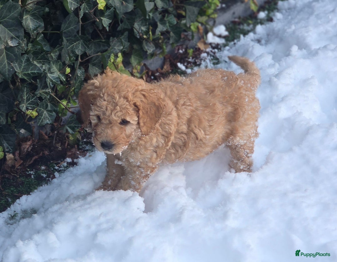 Kruising honden te koop: Goldendoodle multigen reutjes mogen verhuizen - Advertentie 6