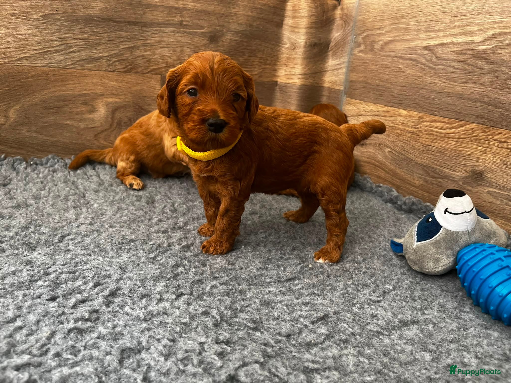 Australian Labradoodle honden te koop: Australian labradoodle pups - Advertentie 19