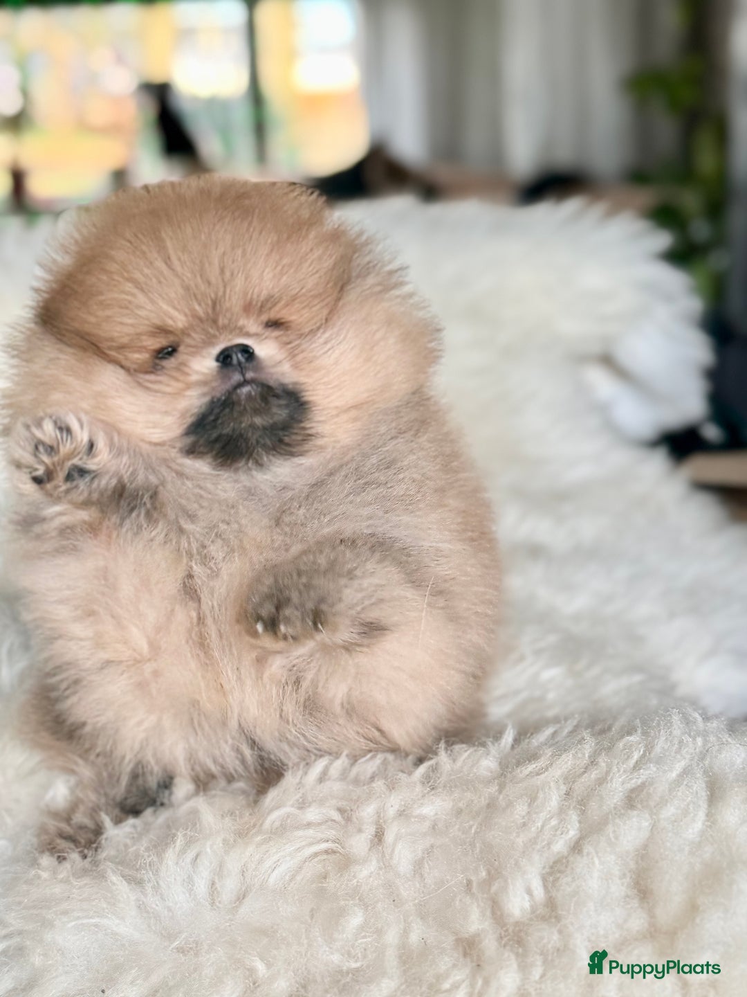 Pomeriaan honden te koop: Raszuiver Mini Pomeriaan Pup Bear Face  - Advertentie 9