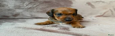 Kruising Puppy 2