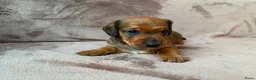 Kruising honden te koop: Teckel kruising pups  - Advertentie 2