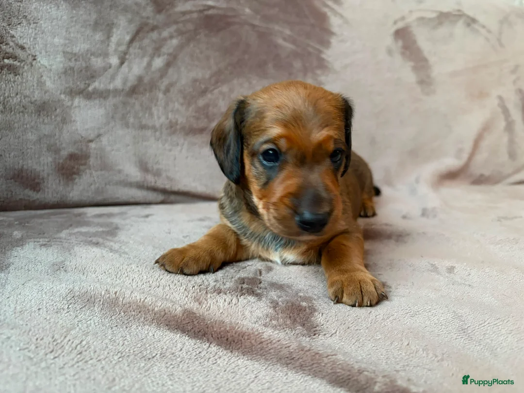 Kruising honden te koop: Teckel kruising pups  - Advertentie 2