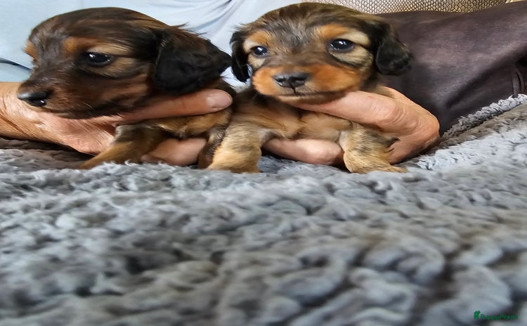 Teckel (langhaar) honden - Advertentie 16