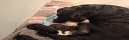 Labrador Retriever honden te koop: Raszuivere stamboom labrador retriever pups - Advertentie 2