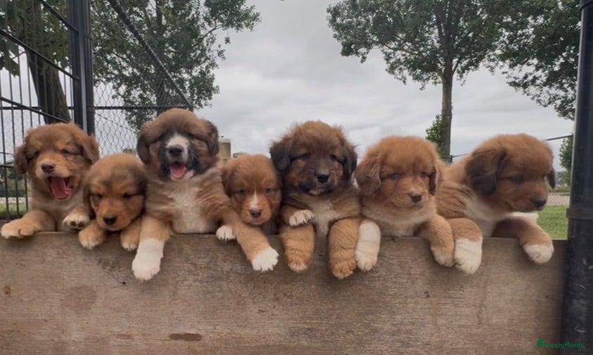 Kruising honden Nova scotia duck tolling x Australian shepherd pup - Advertentie 1