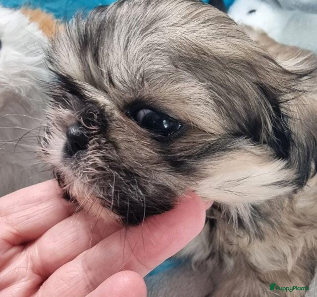 Shih Tzu honden te koop: Imperial Shih Tzu puppy's  - Advertentie 4