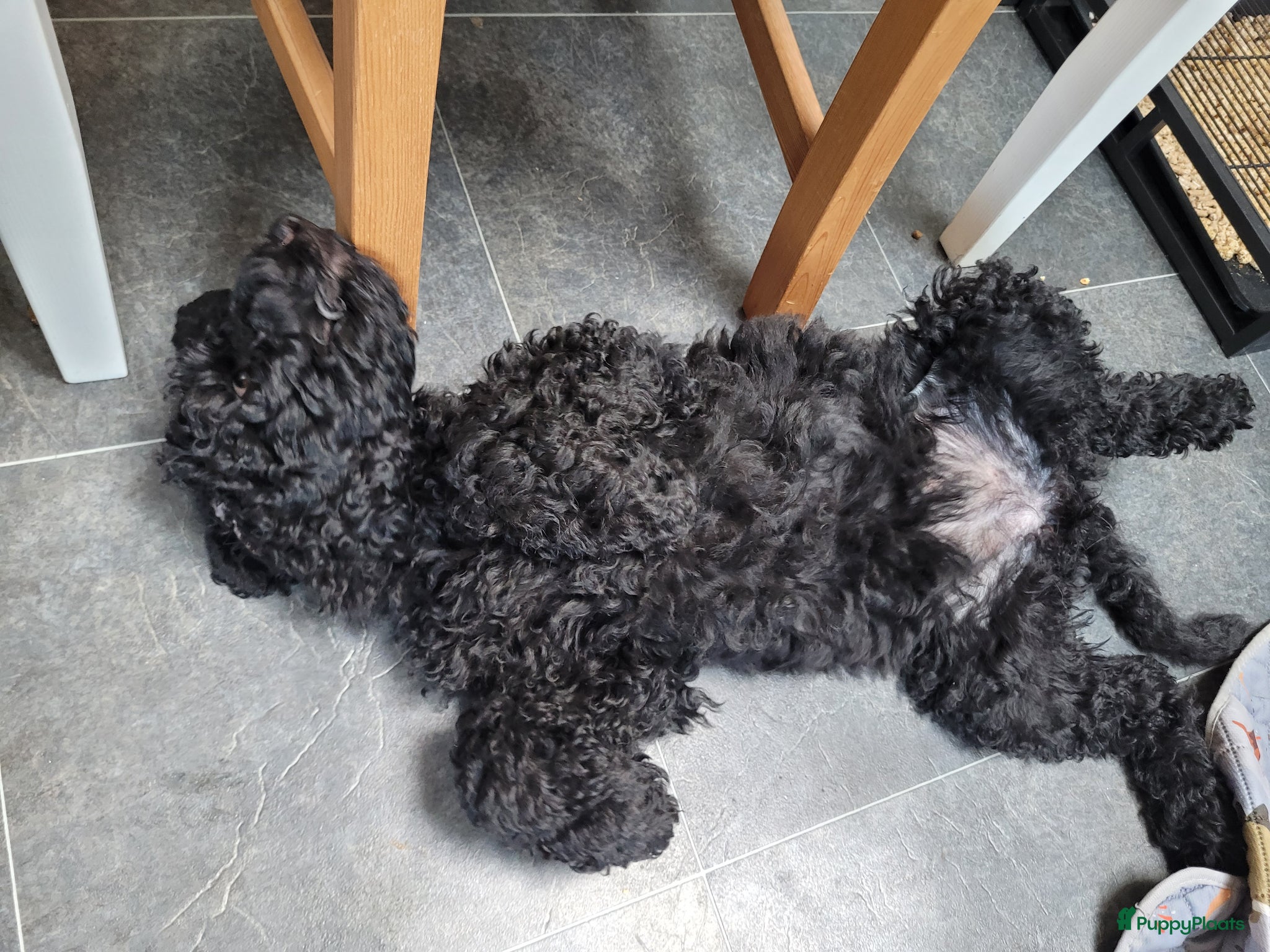 Australian Labradoodle honden Australian Labradoodle-teefje uit geteste ouders  - Advertentie 2