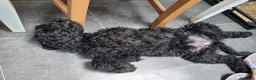 Australian Labradoodle honden te koop: Australian Labradoodle-teefje uit geteste ouders  - Advertentie 2