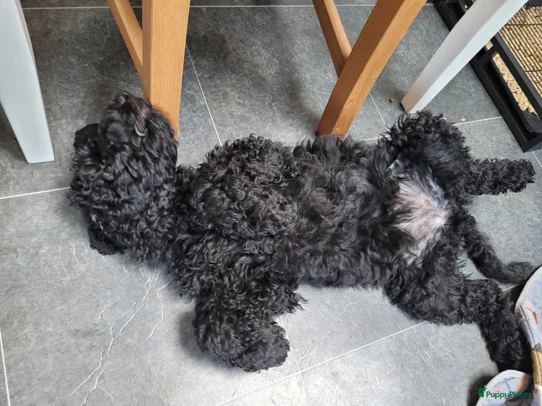 Australian Labradoodle honden te koop: Australian Labradoodle-teefje uit geteste ouders  - Advertentie 2