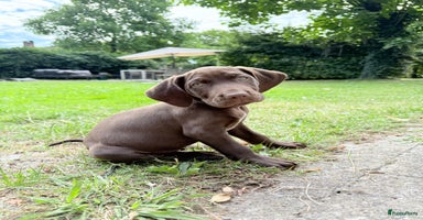 Vizsla korthaar honden - Advertentie 11