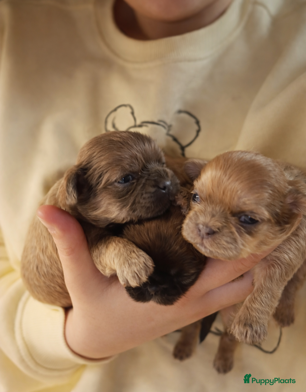 Shih Tzu honden Prachtig gekleurde Shih tzu pups - Advertentie 1