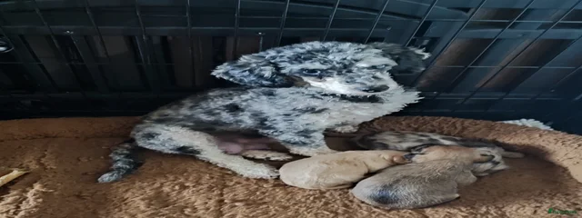 Bubu