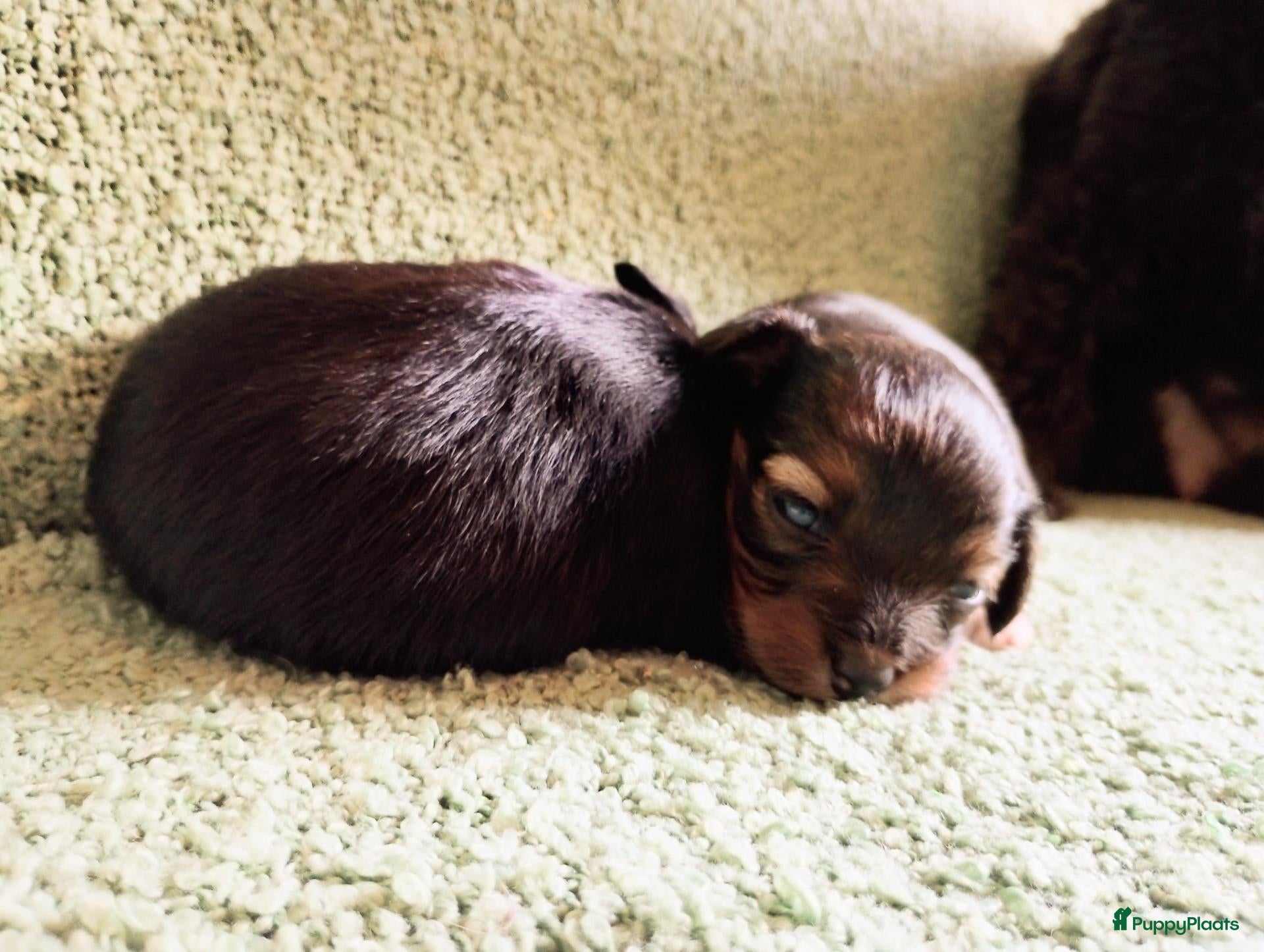 Kruising honden Orginele Papipoo - Advertentie 4