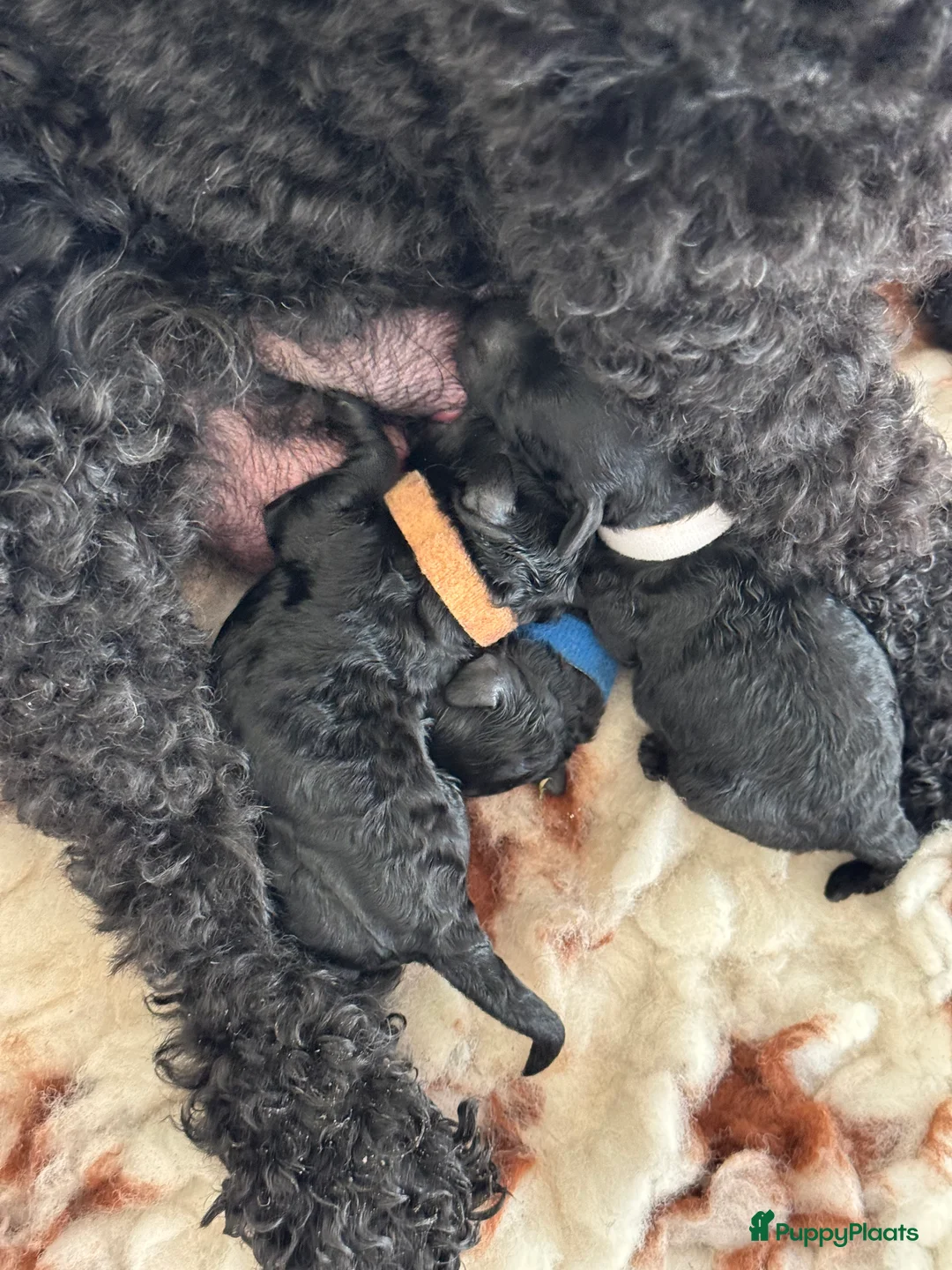 Dwergpoedel honden te koop: Dwerg Toy poedel pup - Advertentie 5