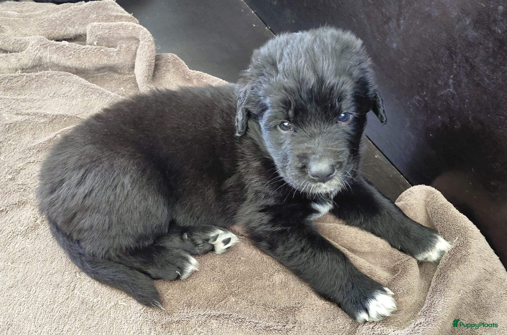 Kruising honden Pup Newfoundlander x Leonberger reutje - Advertentie 2