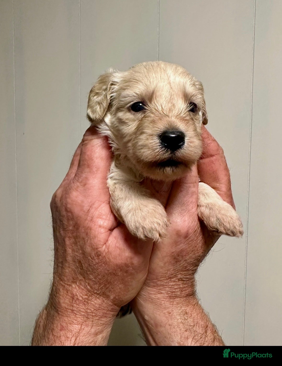 Australian Labradoodle honden Australian Labradoodle ( medium) - Advertentie 1