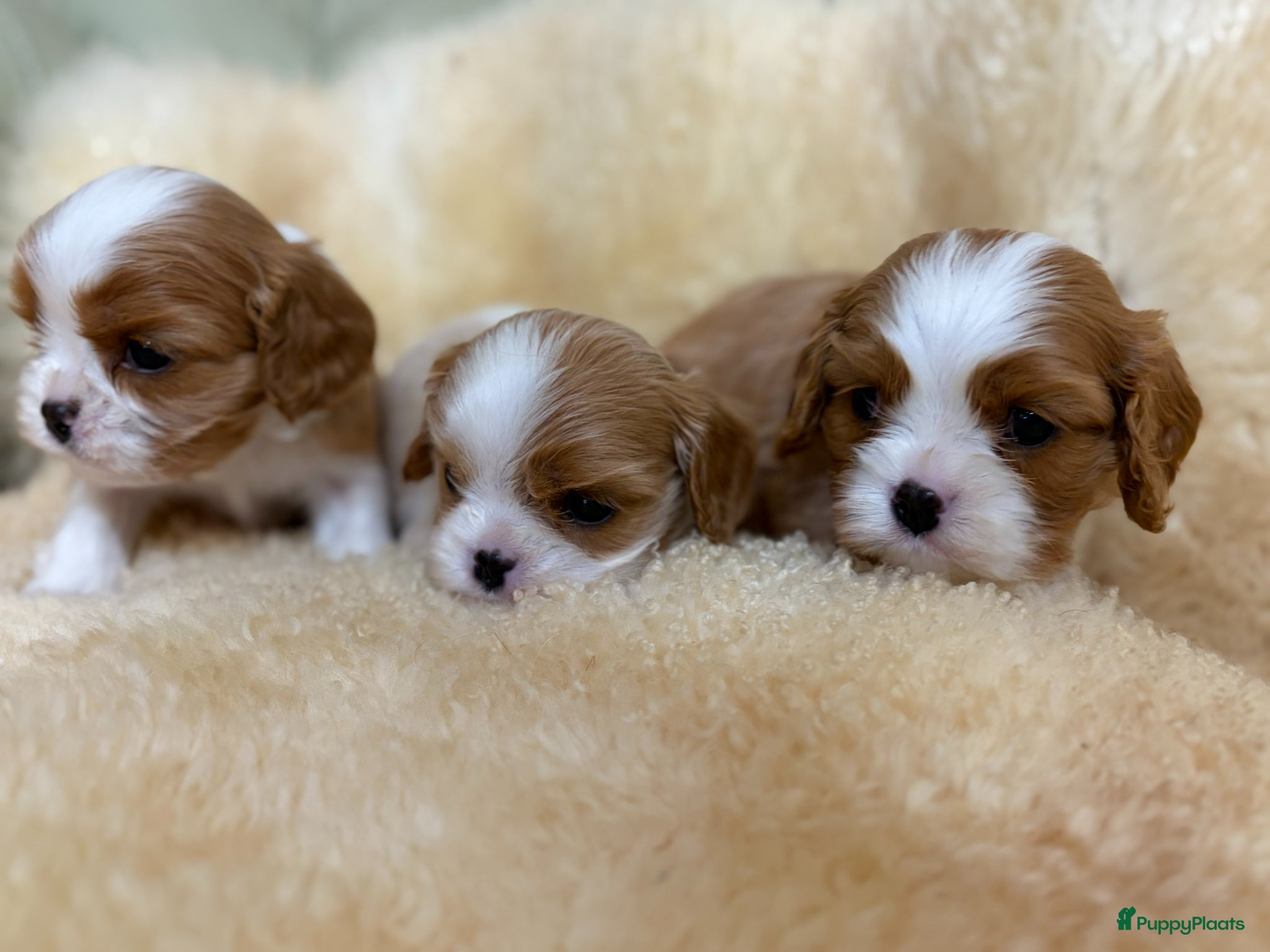 Cavalier King Charles Spaniel honden PRACHTIGE CAVALIER KING CHARLES SPANIEL PUPS  - Advertentie 2