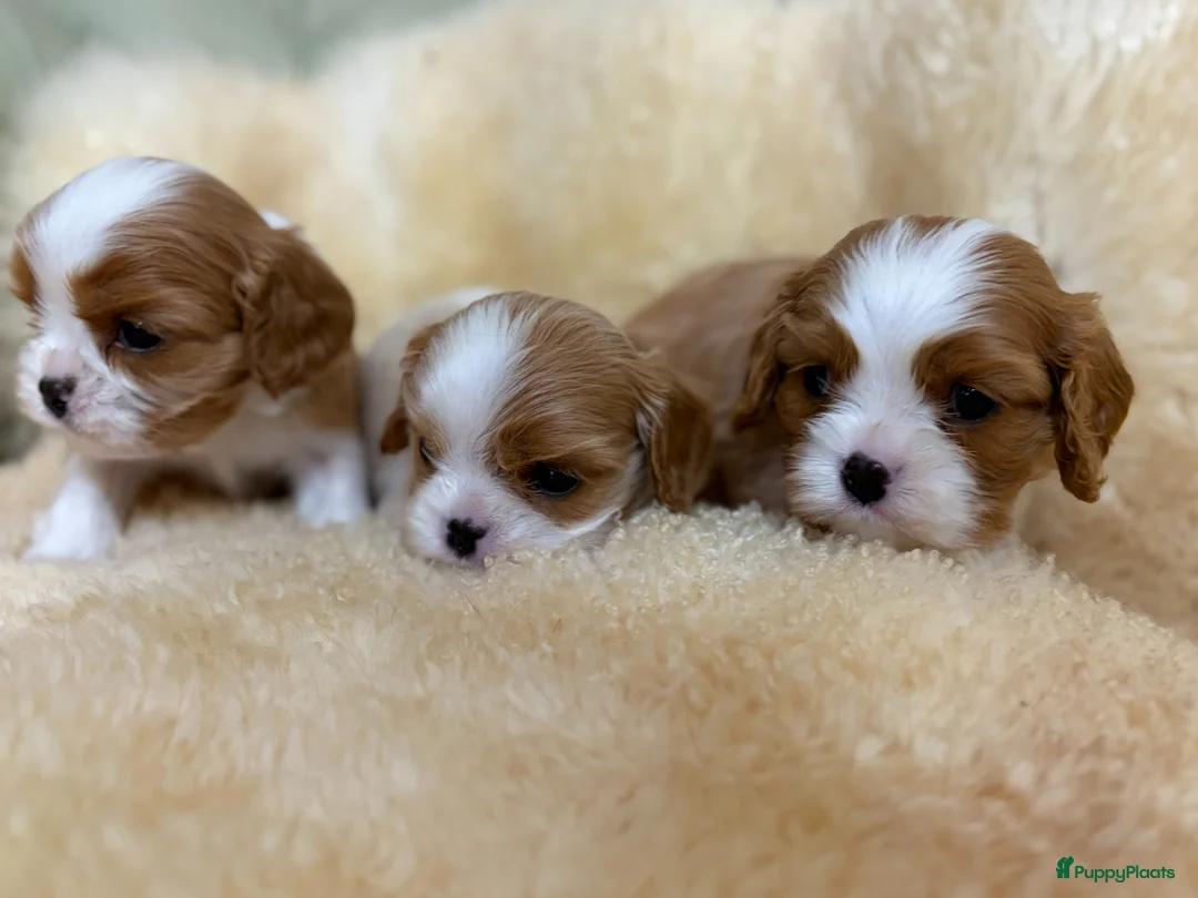 Cavalier King Charles Spaniel honden te koop: PRACHTIGE CAVALIER KING CHARLES SPANIEL PUPS  - Advertentie 2