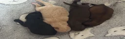 Pomeriaan honden te koop: 4 mooie pups in huis opgegroeid met de mama  in Stiens - Advertentie 2