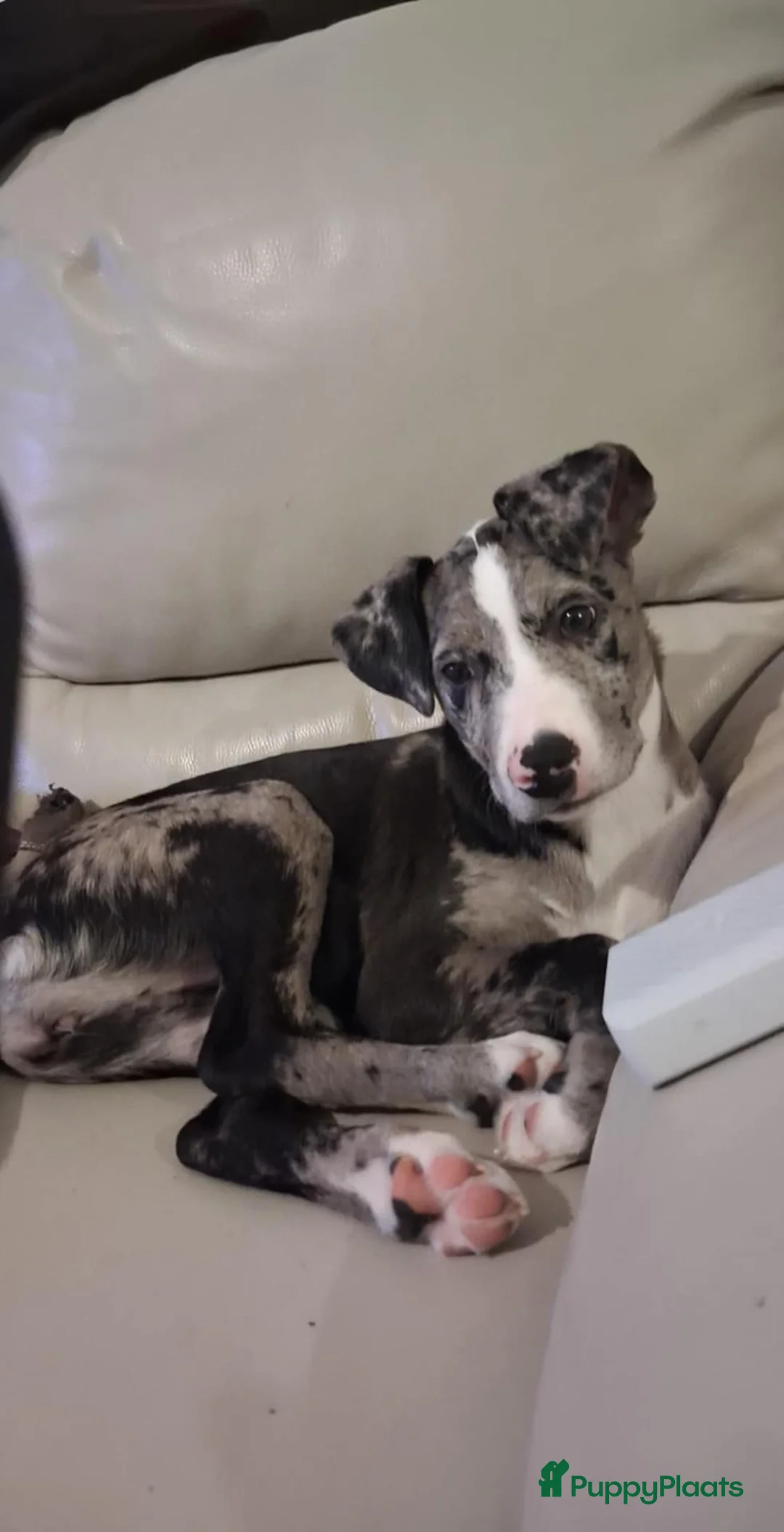 Kruising honden te koop: Pupjes bij ons thuis opgevoed - Advertentie 3