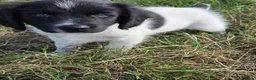 Kruising honden te koop: Friese Stabij/Border CollieXFriese Stabij reutjes - Advertentie 21