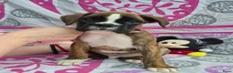 Boxer honden te koop: Boxer puppy's - Advertentie 7