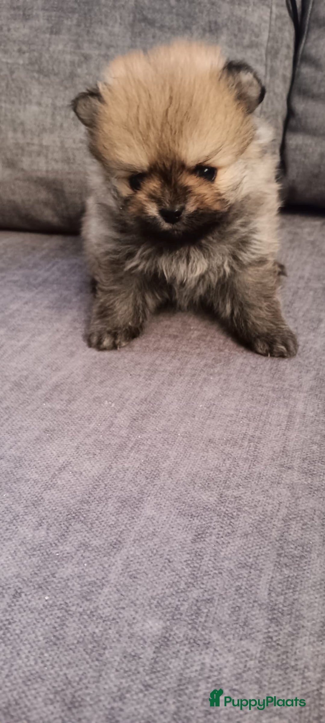 Pomeriaan honden te koop: Bearface pomeriaan  in Houten - Afbeelding 4