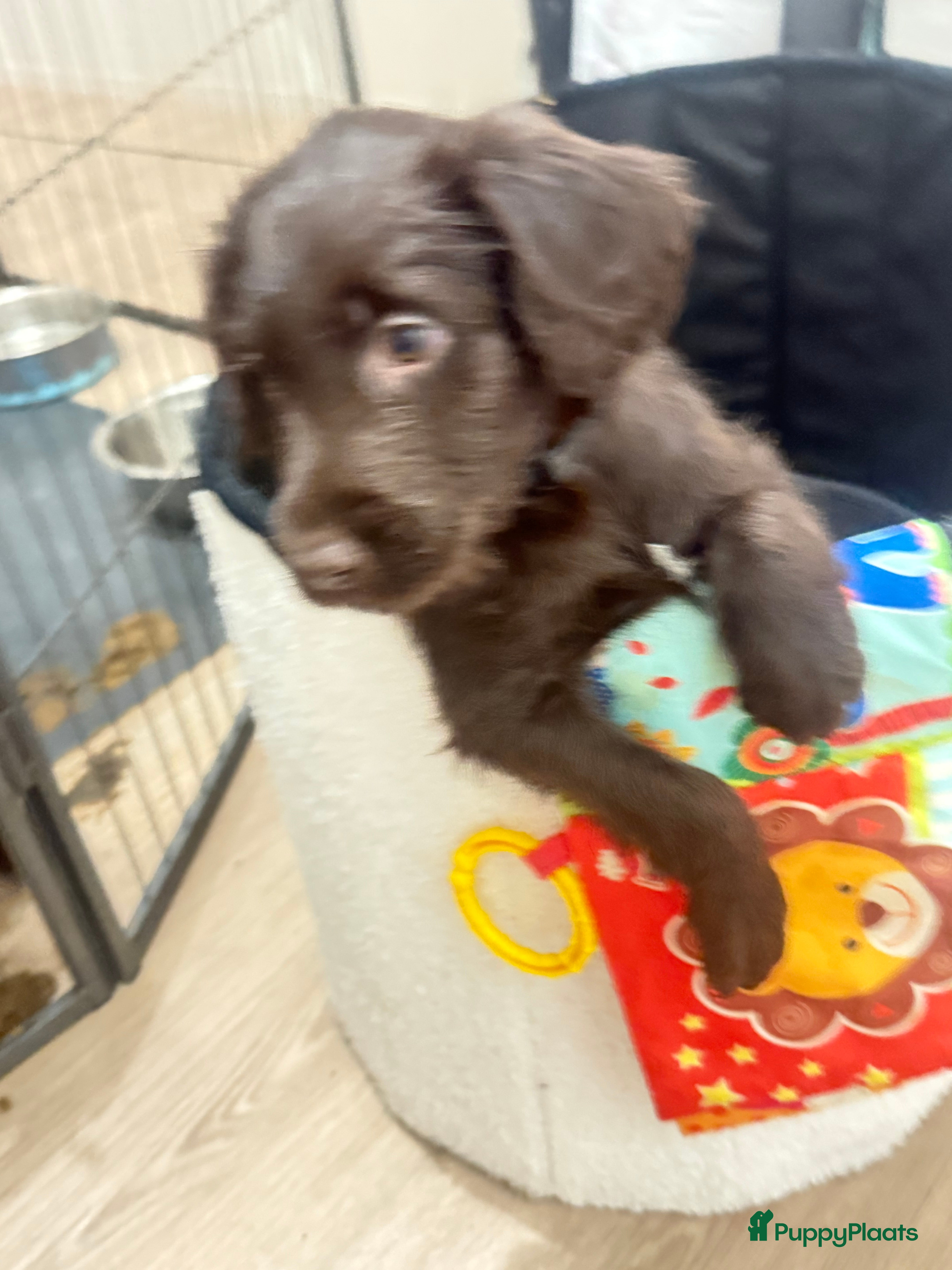 Labradoodle honden Hele mooie labradoodle puppy’s  - Advertentie 1