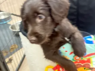 Labradoodle honden Hele mooie labradoodle puppy’s - Advertentie 1