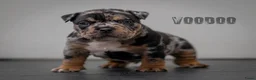 Amerikaanse Bully honden te koop: American Bully pocket pups verwacht  - Advertentie 1