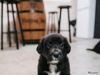 Kruising honden Labrador/golden retriever/border collie pups - Advertentie 8