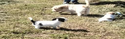 Jack Russel Terriër honden te koop: Jack russell pups met Stamboom!! - Advertentie 5