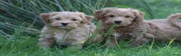 Maltipoo honden te koop: Leuke Maltipoo pups. - Advertentie 9