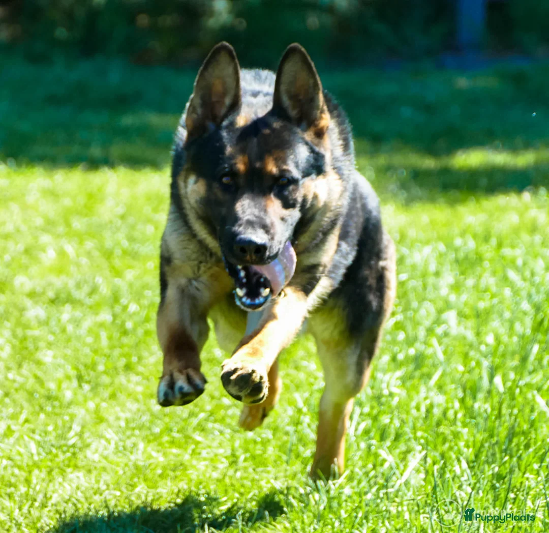 Duitse Herder honden ter dekking: Duitse herder uit 100% werklijnen (rechte rug) in Beekbergen - Advertentie 3