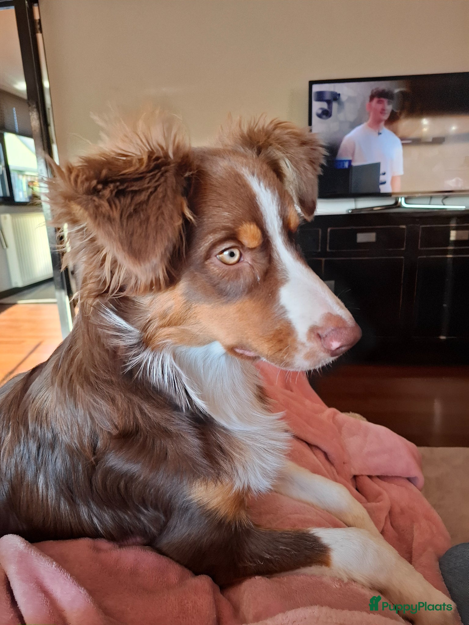 Australian Shepherd honden Lieve Australian Shepherd pup - Advertentie 6