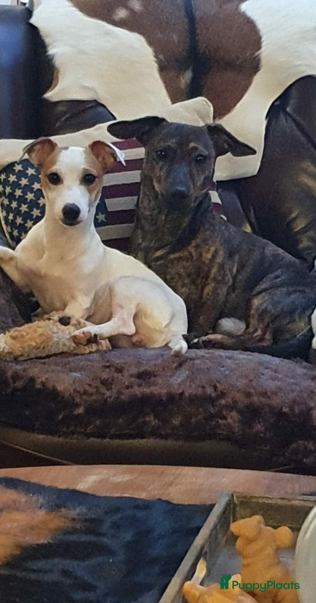 Jack Russel Terriër honden te koop: Schitterde Jack Russell pups in Nieuwdorp - Advertentie 7