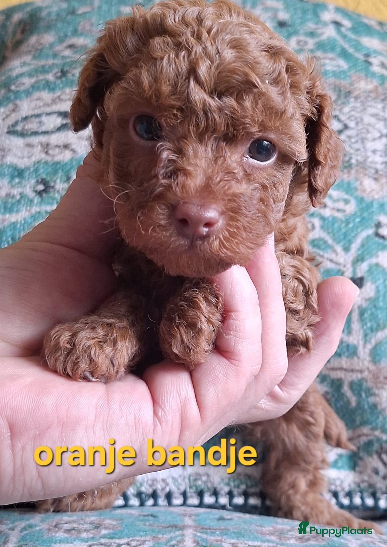 Poedel Toy honden Nog 1 Mooi Raszuiver toypoedel Pupje - Advertentie 1