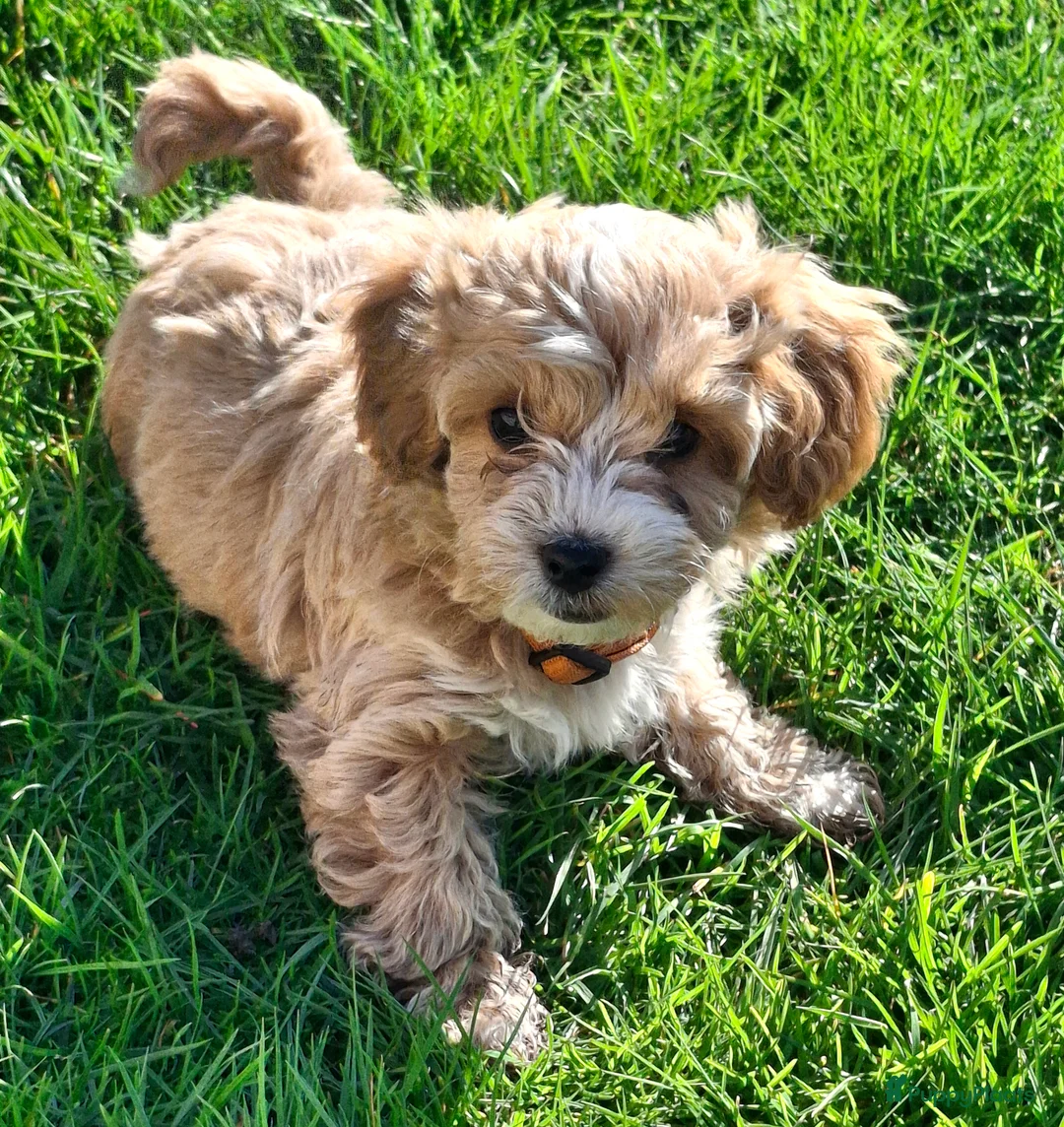 Maltipoo honden te koop: Leuke Maltipoo puppies - Advertentie 8