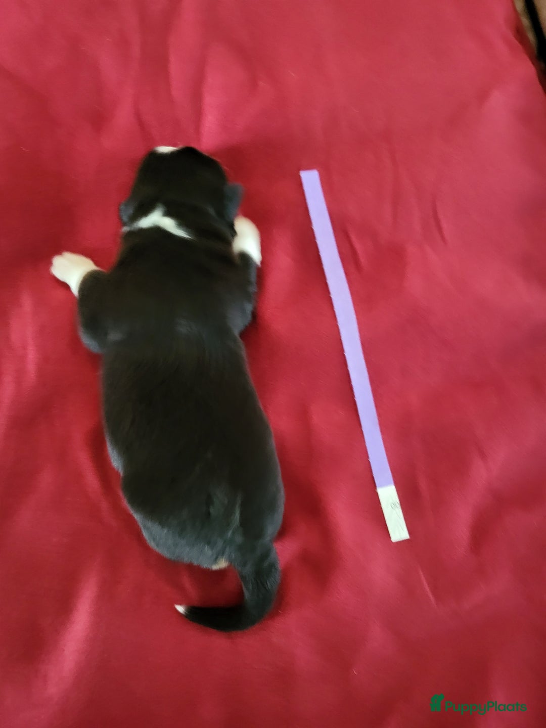 Australian Shepherd honden te koop: Australian Shepherd pupjes ouders volledg getest - Advertentie 5