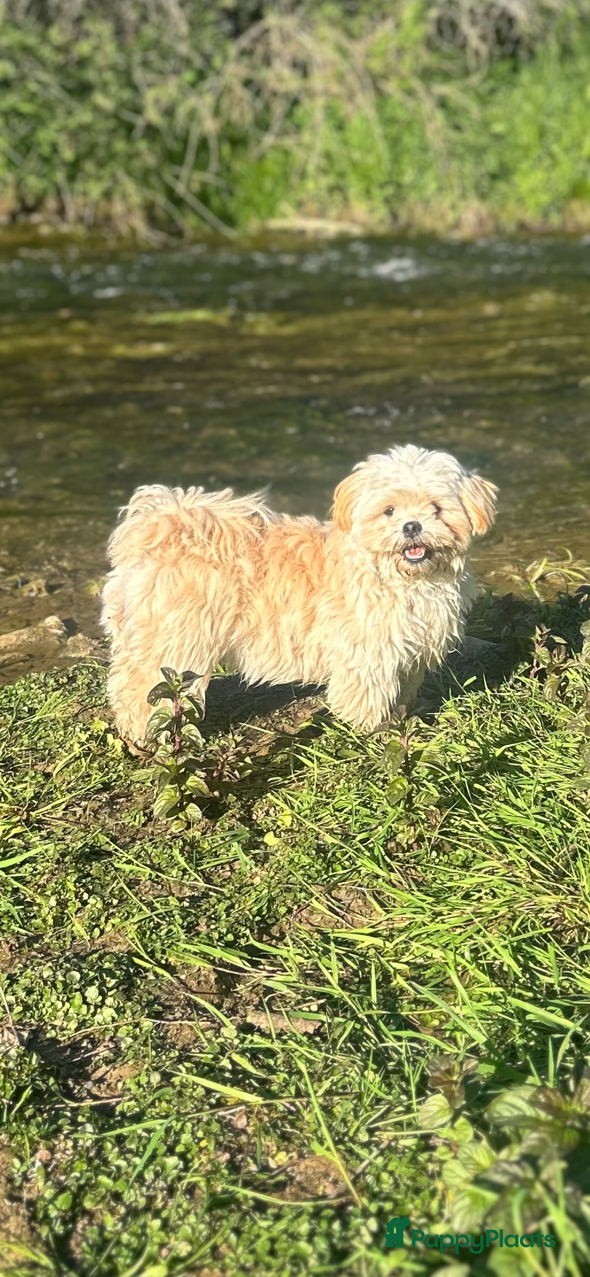 Boomer honden Nog 2 Reutjes beschikbaar - Advertentie 1