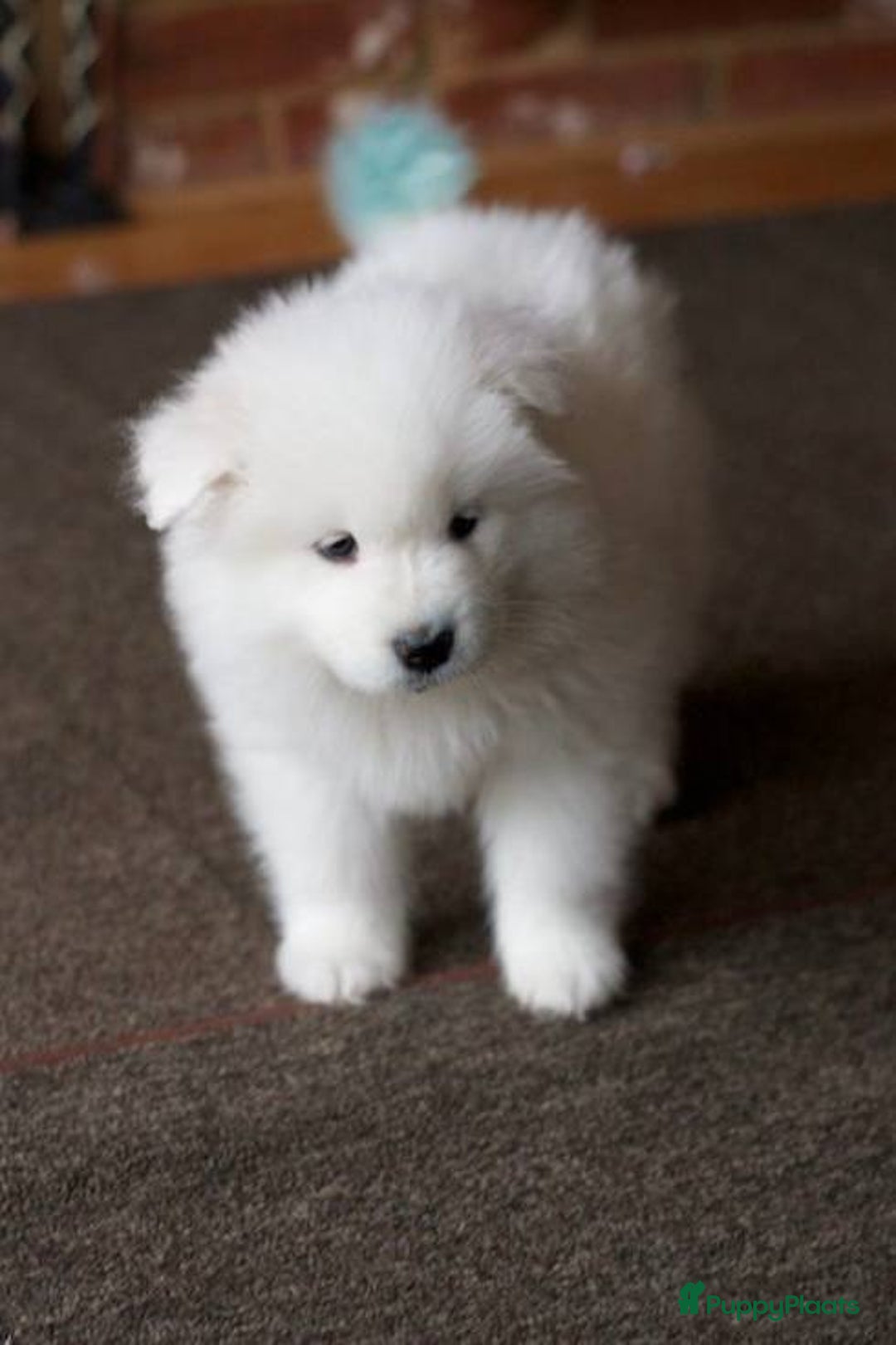 Samojeed honden te koop: Samojeed puppy’s beschikbaar - Advertentie 3