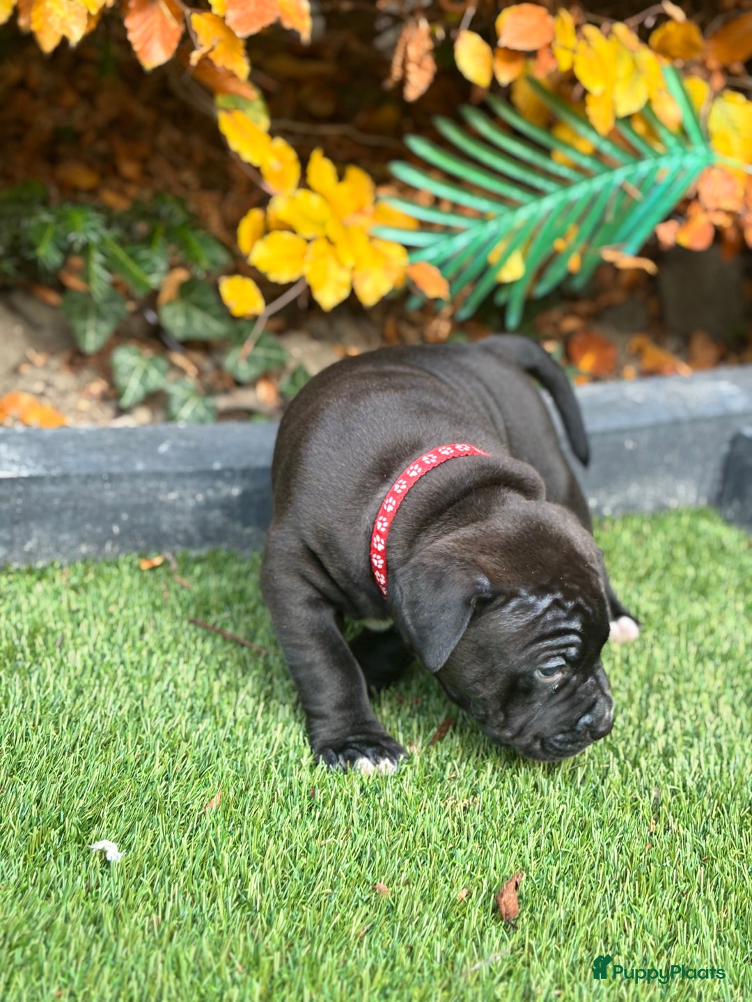 Amerikaanse Bully honden te koop: American Bully Xl pups - Advertentie 4