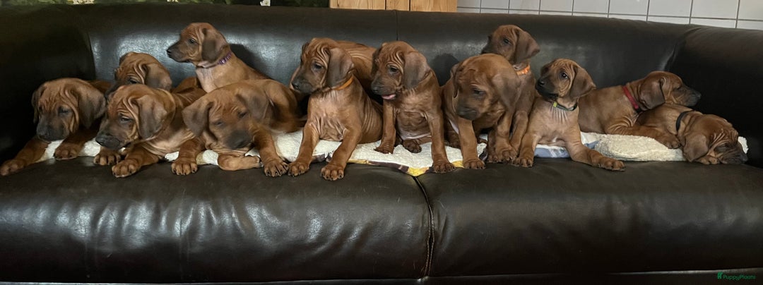 Rhodesian Ridgeback honden te koop: Rhodesian Ridgeback pups met stamboom - Advertentie 14