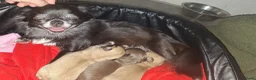 Chihuahua honden te koop: Prachtige chihuahua pups met FCI stamboom - Advertentie 19