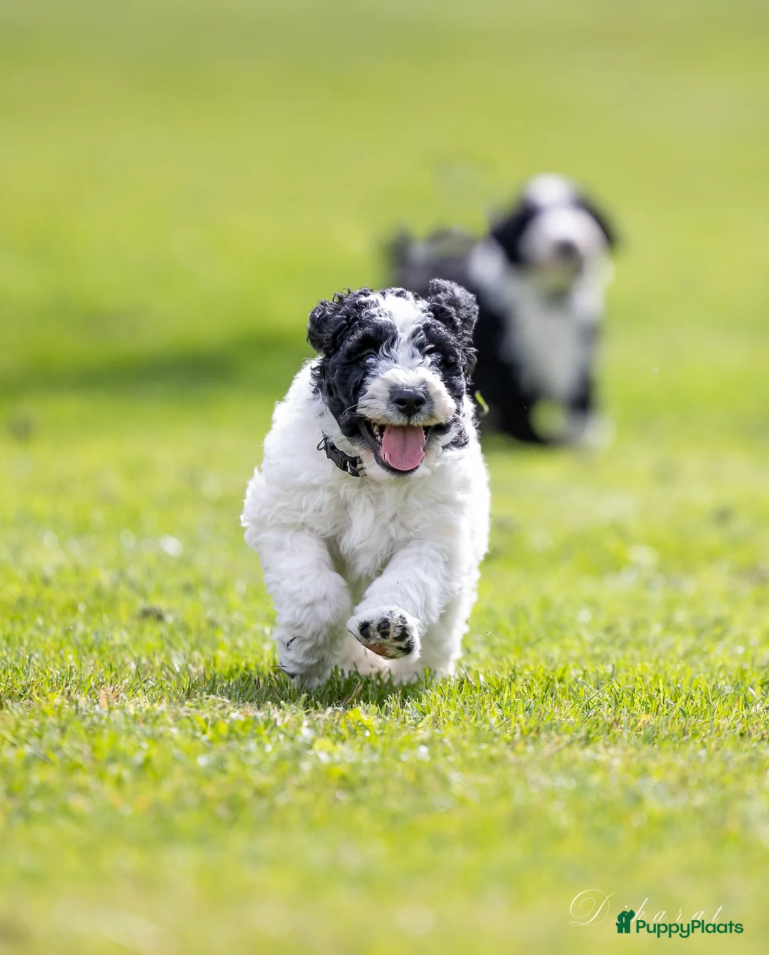 Galerij afbeelding {{count}}