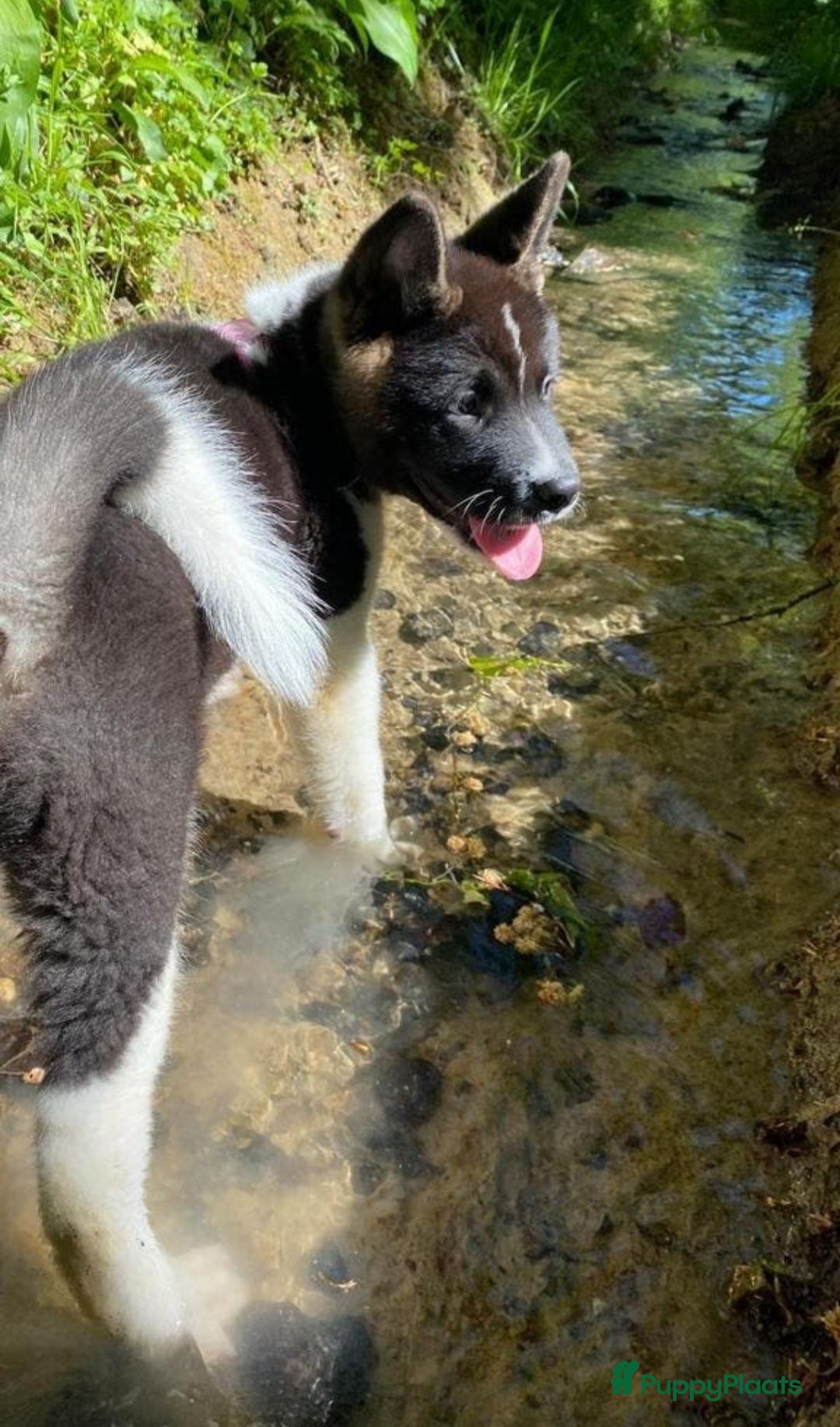 American Akita honden Prachtige American Akita Pups - Advertentie 1