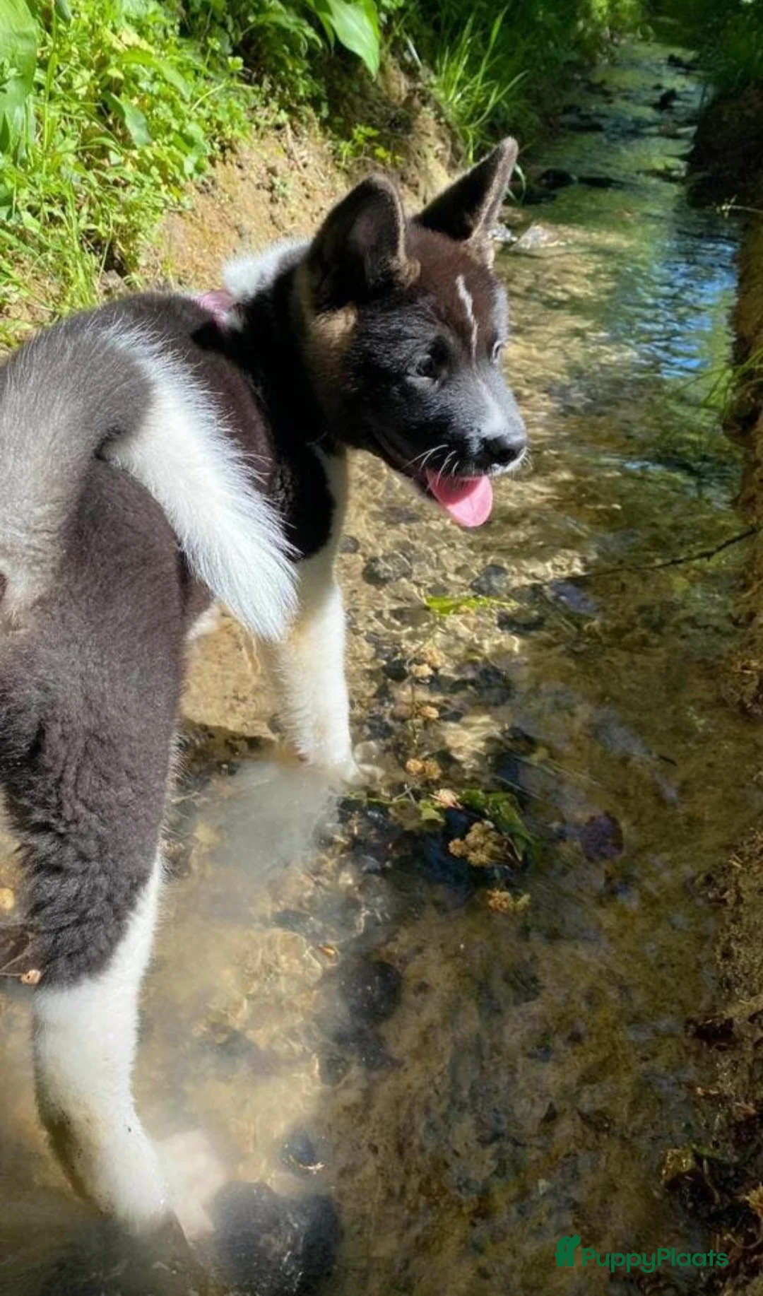 American Akita honden te koop: Prachtige American Akita Pups - Advertentie 1