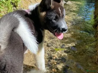 American Akita honden Prachtige American Akita Pups - Advertentie 5